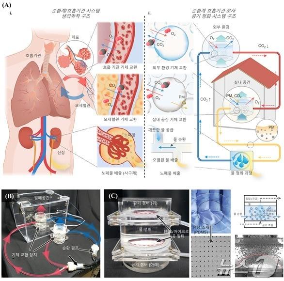 인체 순환계·호흡기관 모사 공기 정화시스템의 개념 및 실제 구성 모습. &#40;서울대 제공&#41;/뉴스1