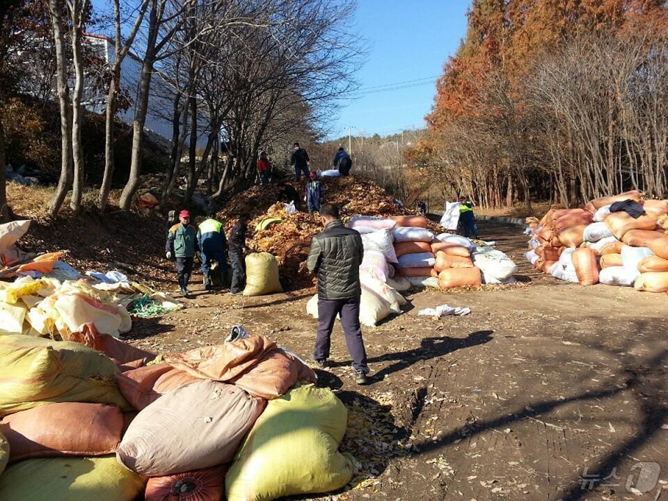 제천시와 제천산림조합이 협업해 2013년부터 운영한 낙엽 수매 사업.2024.11.14/뉴스1