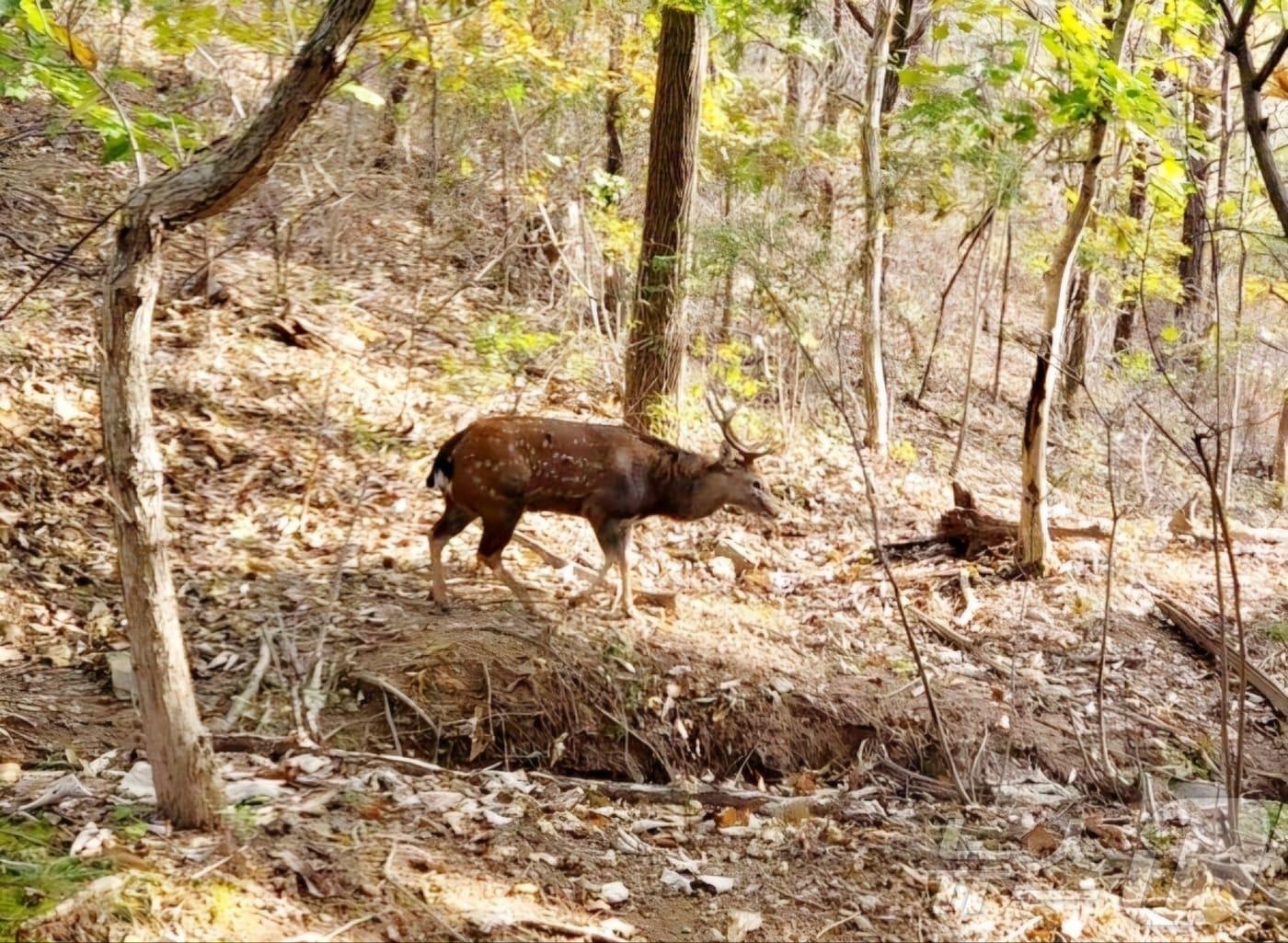 지난 9일 오후 전남 순천시 봉화산 산자락에서 꽃사슴이 일대를 거닐고 있다.&#40;독자 제공&#41;2024.11.14/뉴스1