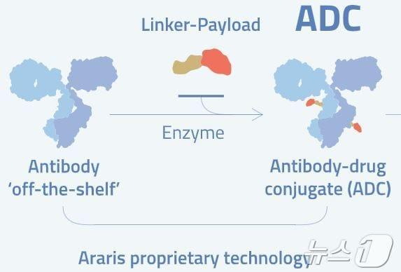 아라리스 바이텍이 보유한 항체약물접합체&#40;ADC&#41; 링커 기술.&#40;아라리스 바이오텍 제공&#41;/뉴스1 ⓒ News1