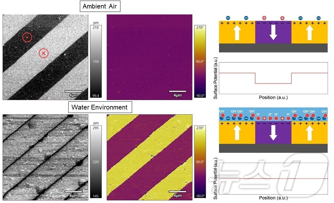 일반적인 환경과 물 제어 환경에서의 압전반응력현미경 이미징 결과.&#40;KAIST 제공&#41;/뉴스1