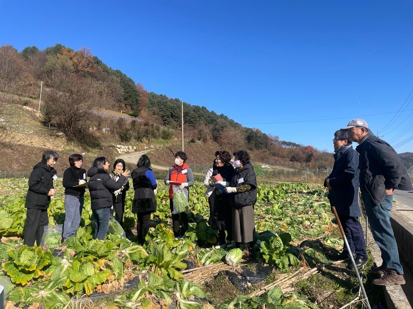 충북 소비자단체 관계자들이 배추 시료를 채취하고 있다.&#40;충북농관원 제공&#41;