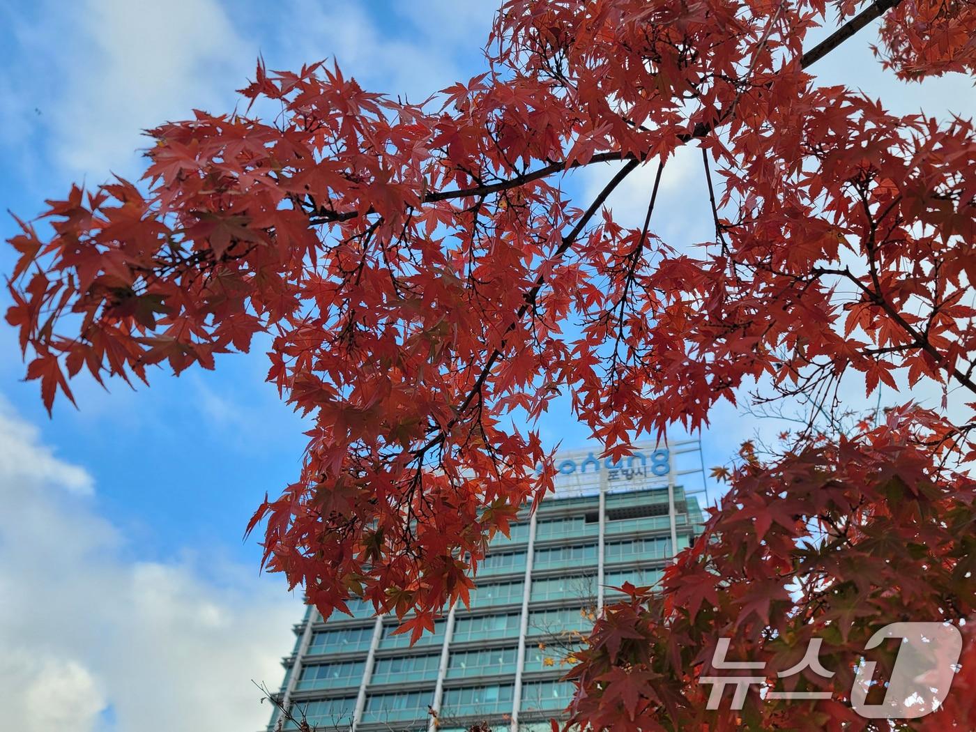 19일 오전 경북 포항시청 앞 화단에 있는 단풍나무가 붉게 물들어 있다. 2024.11.19/뉴스1 ⓒ News1 최창호 기자