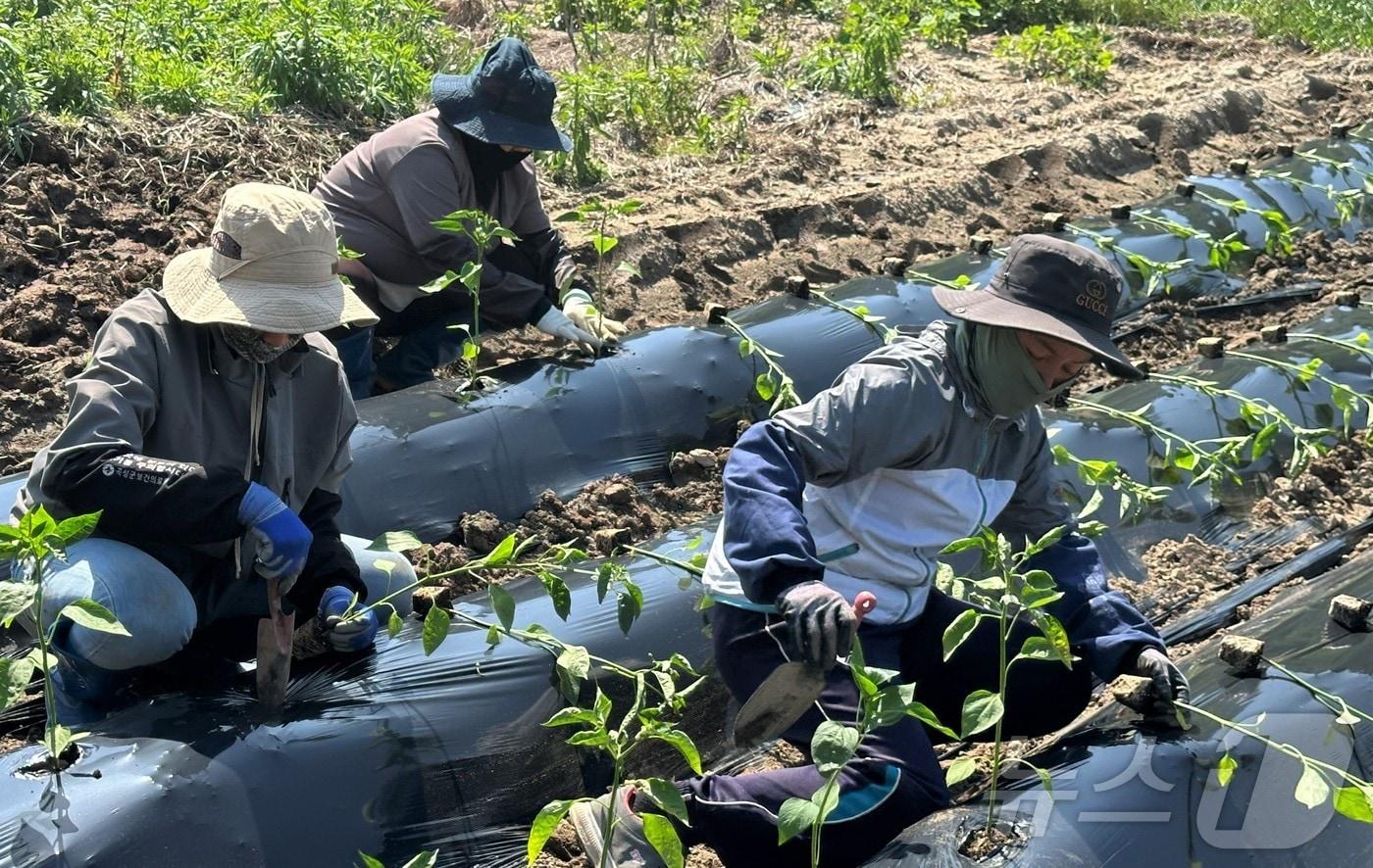 공공형 계절근로 지원사업.&#40;전남도 제공&#41; 2024.11.19/뉴스1