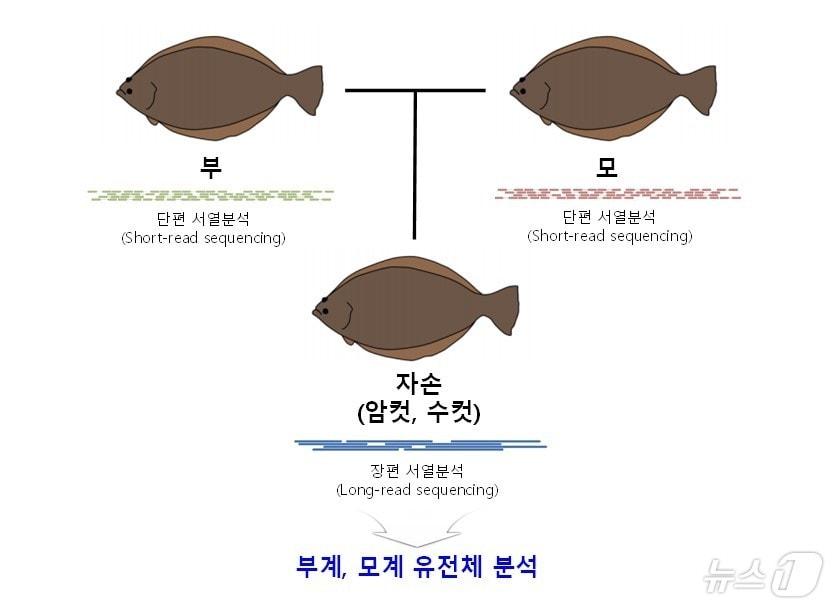 넙치 유전체 서열 분석 모식도&#40;수과원 제공&#41;