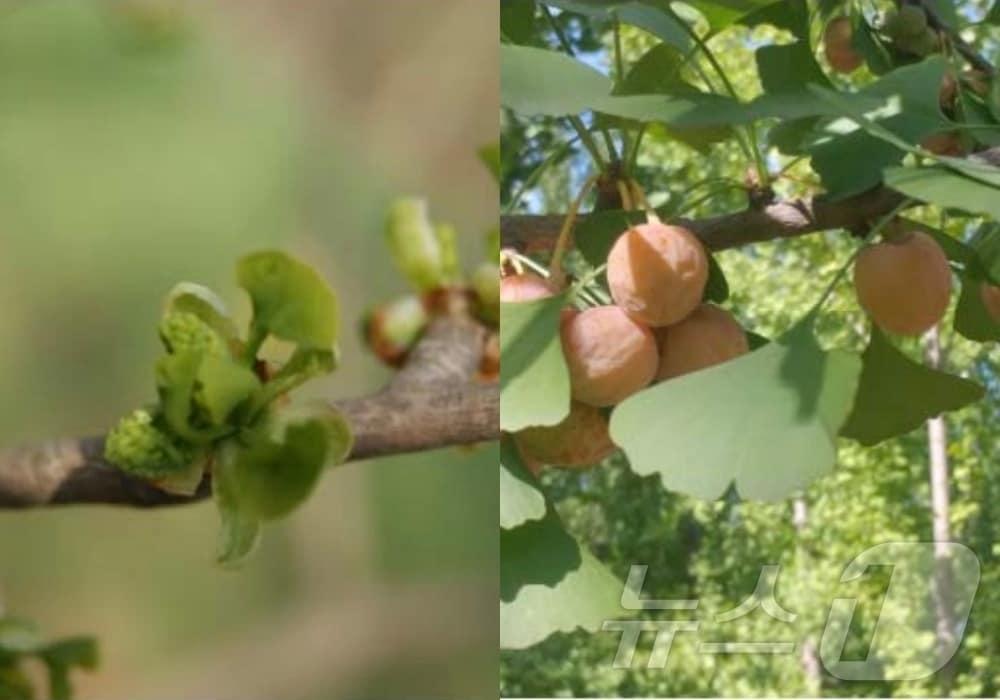  23일 산림청 산림품종관리센터는 올해 신품종 등록이 지난해보다 2배 증가했다고 밝혔다. 사진은 은행나무 신품종, 왼쪽부터 &#39;이룸1호&#39;, &#39;채움1호&#39;&#40;신품종 해설집 캡처&#41;/뉴스1