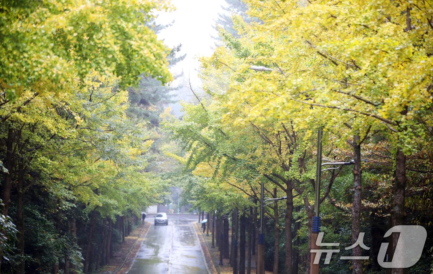 제주대학교 캠퍼스에서 도민들이 뒤늦게 물들고 있는 은행나무길을 걸으며 늦가을 정취를 즐기고 있다. 2024.11.24/뉴스1 ⓒ News1 오현지 기자