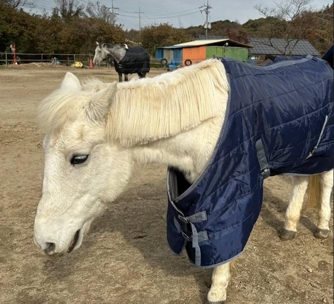 입양처를 찾고 있는 소형마 &#39;백설이&#39; &#40;범대위 제공&#41; ⓒ 뉴스1