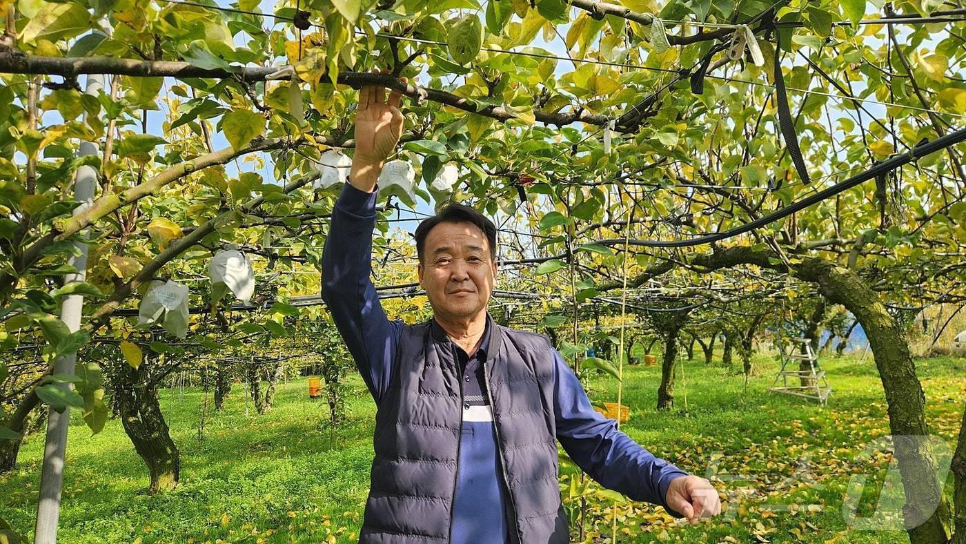 배를 재배하고 있는 김영기 농가.&#40;전남도 제공&#41; 2024.11.25/뉴스1