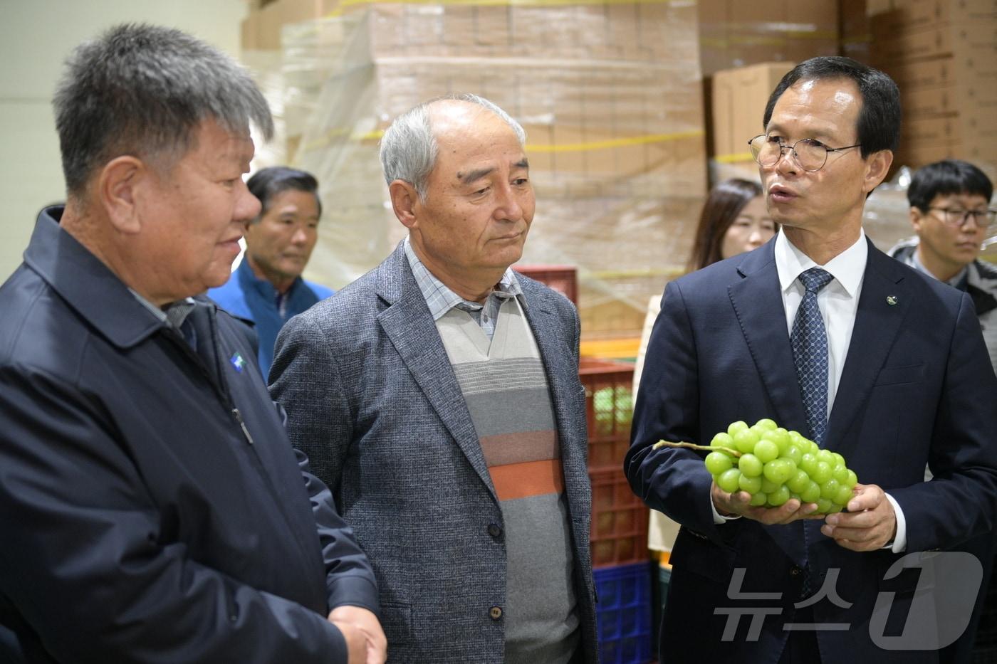  27일 충북 음성군은 지역에서 생산한 샤인머스캣을 대만으로 수출한다고 밝혔다. 오른쪽이 샤인머스캣을 살펴보고 있는 조병옥 군수.&#40;음성군 제공&#41;2024.11.27/뉴스1