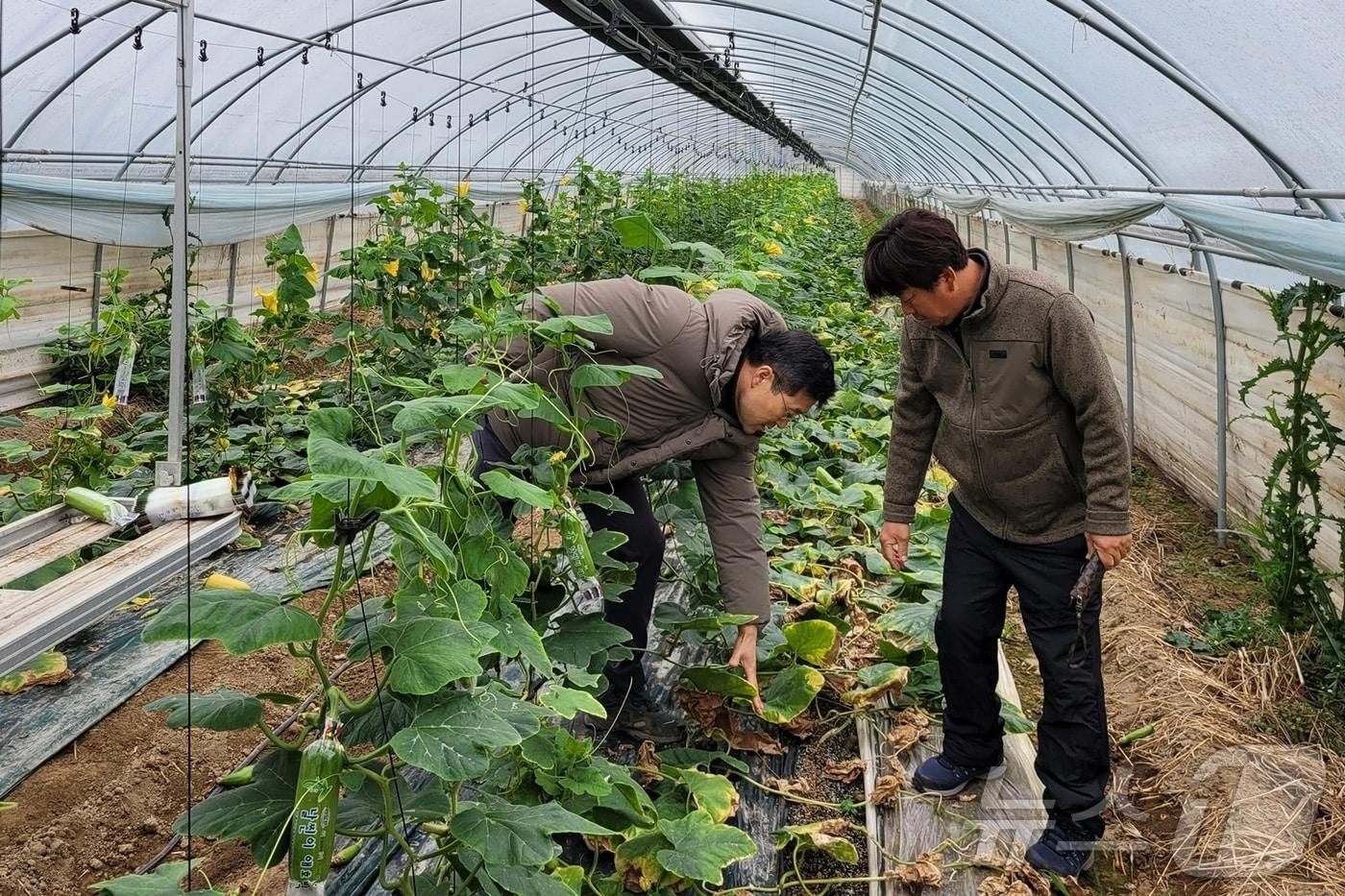  정읍시 농업기술센터가 27일 겨울철 한파와 폭설로 인한 농가 피해를 예방하기 위해 사전 점검과 철저한 대비를 당부했다.&#40;정읍시 제공&#41;2024.11.27/뉴스1