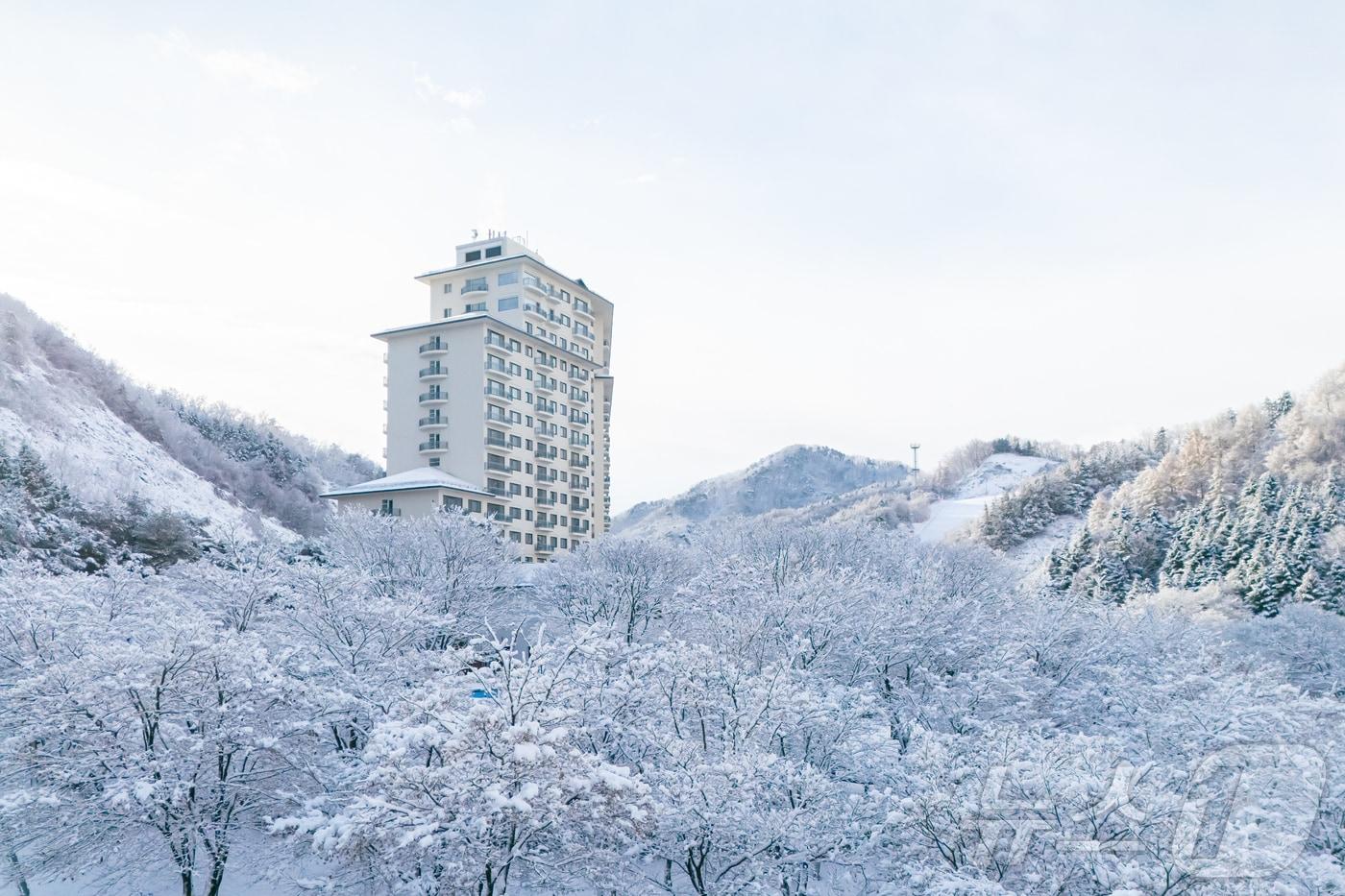 27일 강원 춘천시 남산면 소재 엘리시안강촌 스키장에 첫 눈이 내리면서 눈 꽃이 장관을 이루고 있다.&#40;엘리시안 강촌 제공&#41; 2024.11.27/뉴스1 ⓒ News1 이종재 기자