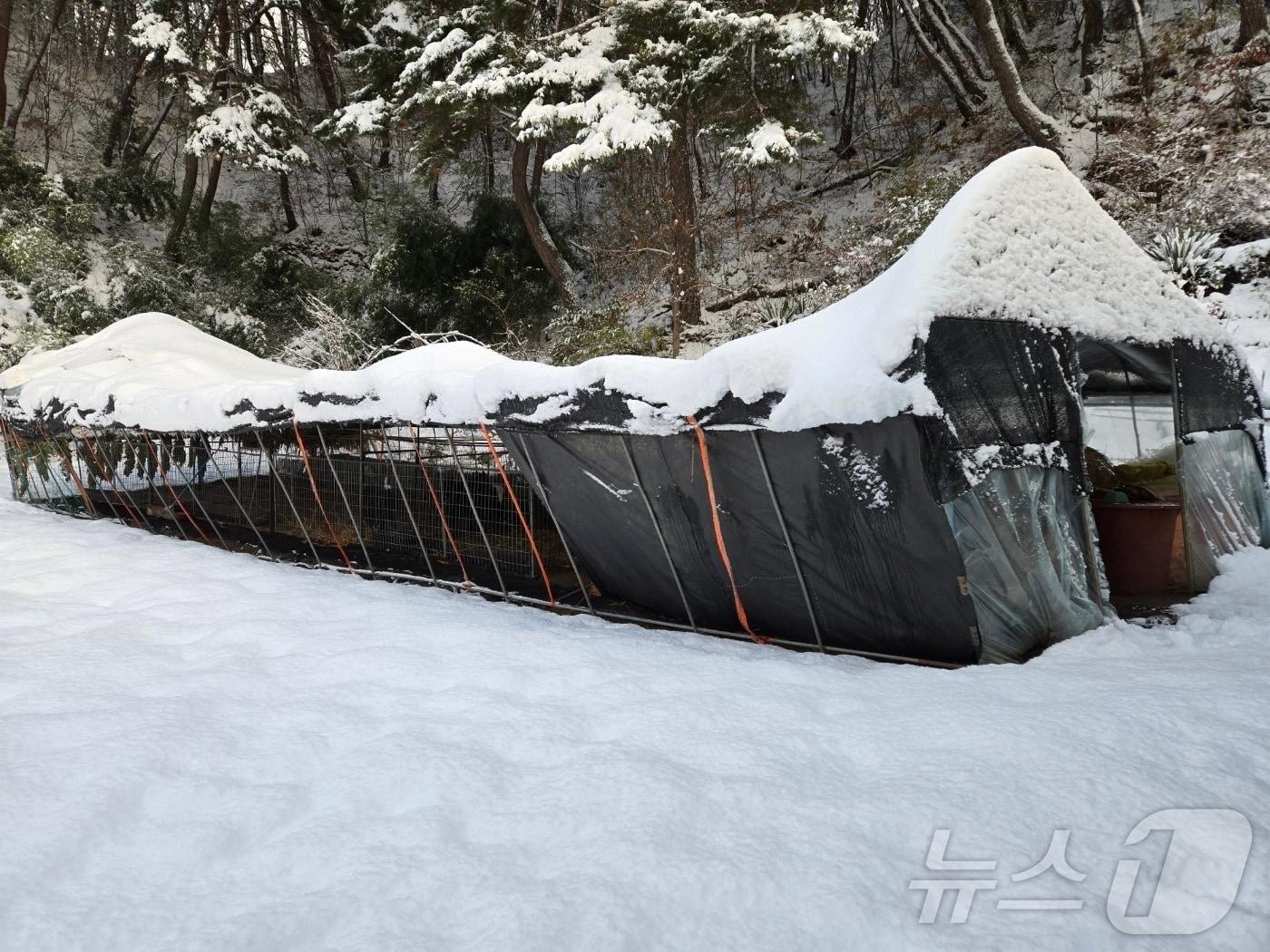 28일 오전 7시 40분께 전북자치도 장수군 계남면 한 비닐하우스에 &#39;눈이 쌓여 붕괴 위험이 있다&#39;는 내용의 신고가 접수됐다. 붕괴 일보 직전인 비닐하우스. &#40;전북자치도소방본부 제공&#41;2024.11.28/뉴스1