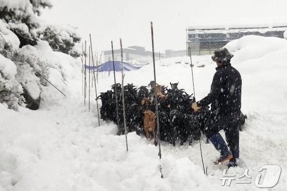 충북 음성군 삼성면의 한 축사가 밤새 내린 눈으로 붕괴하자 염소들이 때아닌 유목길에 올랐다. 사진은 염소 이동 모습.&#40;음성소방서 제공&#41;2024.11.28/뉴스1 