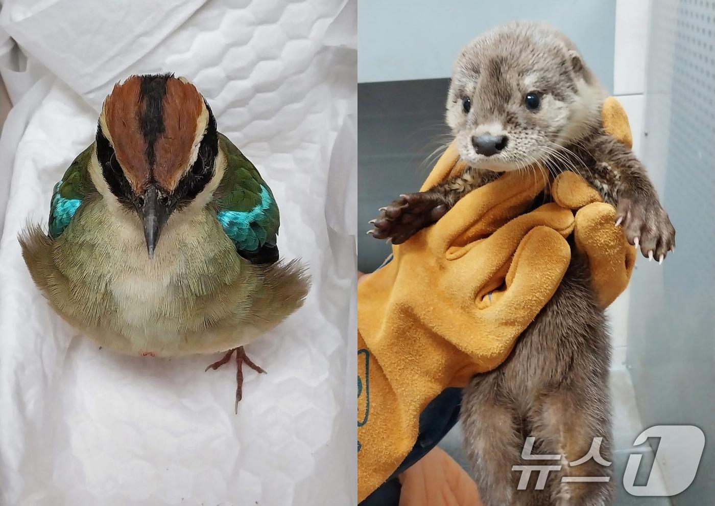 광주야생동물구조관리센터가 구조한 팔색조와 수달.&#40;광주시 제공&#41;/뉴스1 