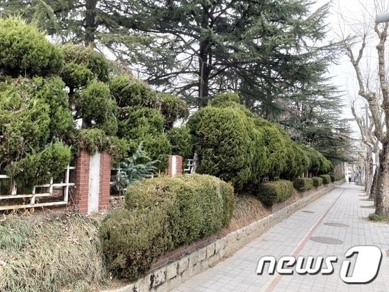  대전 중구 옛 충남도청사 인근에 있던 향나무./뉴스1