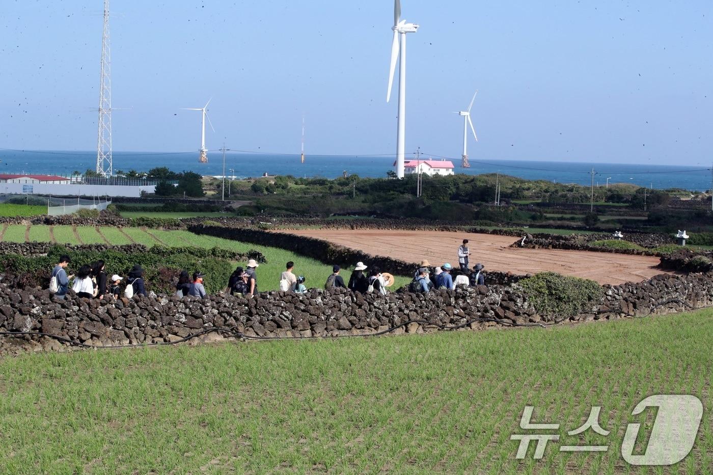 3일 제주시 구좌읍에서 열린 제8회 밭담축제 참가자들이 밭담길을 걸으며 가을 정취를 느끼고 있다.2024.11.3/뉴스1 ⓒ News1 고동명 기자