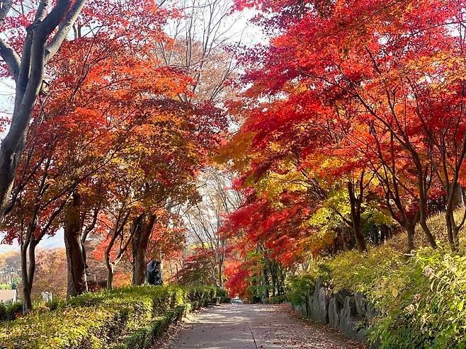 1년에 한번만 개방하는 세종시 베어트리파크 단풍나무길. &#40;베어트리파크 제공&#41; / 뉴스1