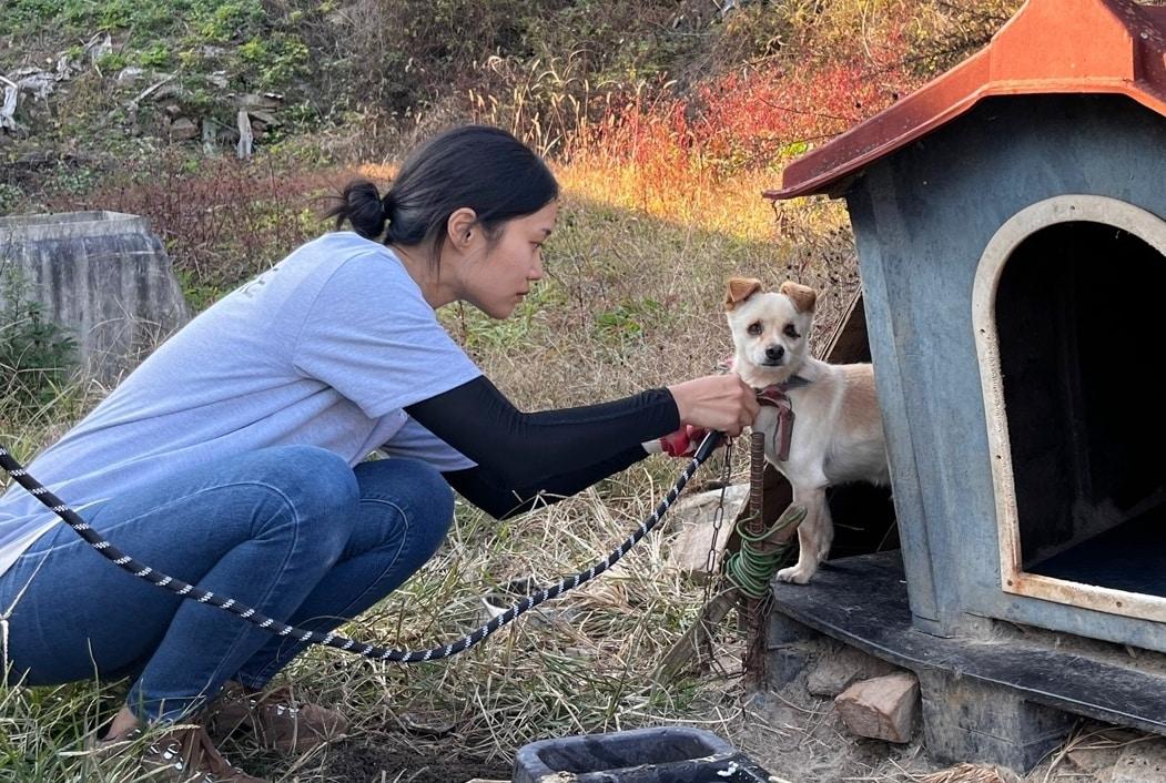 어웨어 봉사자가 실외견&#40;마당개&#41;에게 산책줄을 채우고 있다. &#40;어웨어 동물복지문제연구소 제공&#41;