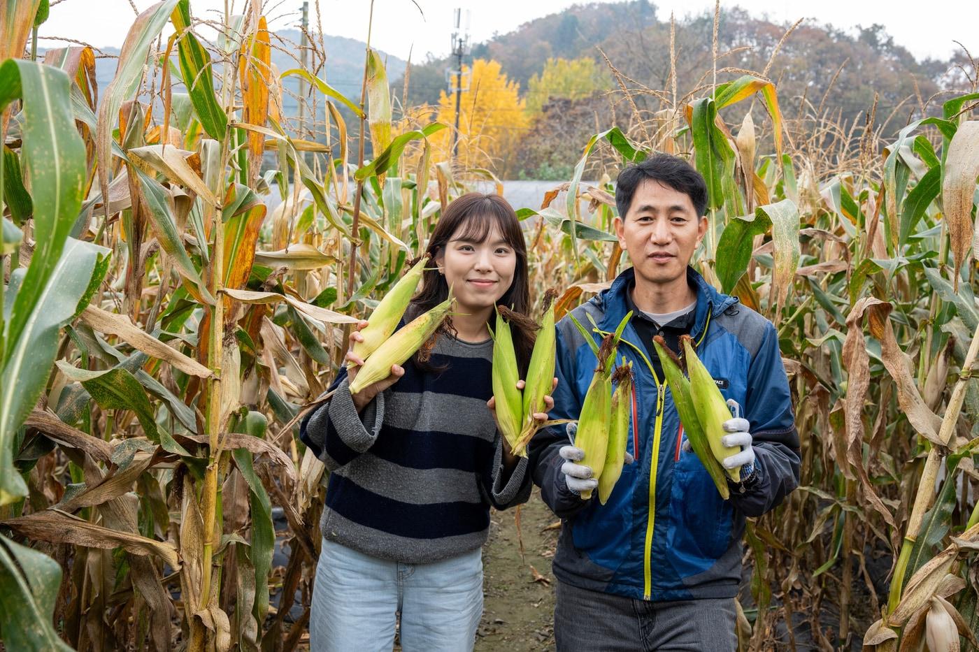 김갑곤&#40;오른쪽&#41;, 최문영 이마트 채소바이어가 충북 괴산 협력농가에서 4일 갓 수확한 찰옥수수를 들어 보이고 있다&#40;이마트 제공&#41;.