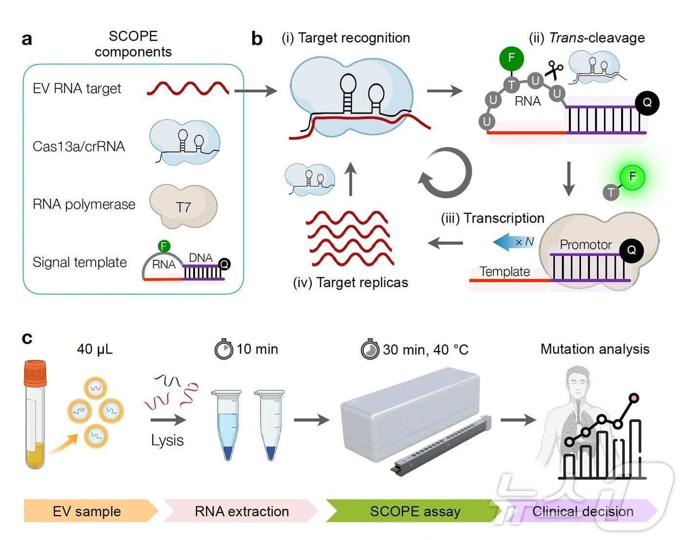 세포 외 소포체 내 돌연변이 유전자를 검출하는 CRISPR 기술 기반의 진단 기술 ‘SCOPE’.&#40;KRIBB 제공&#41;/뉴스1