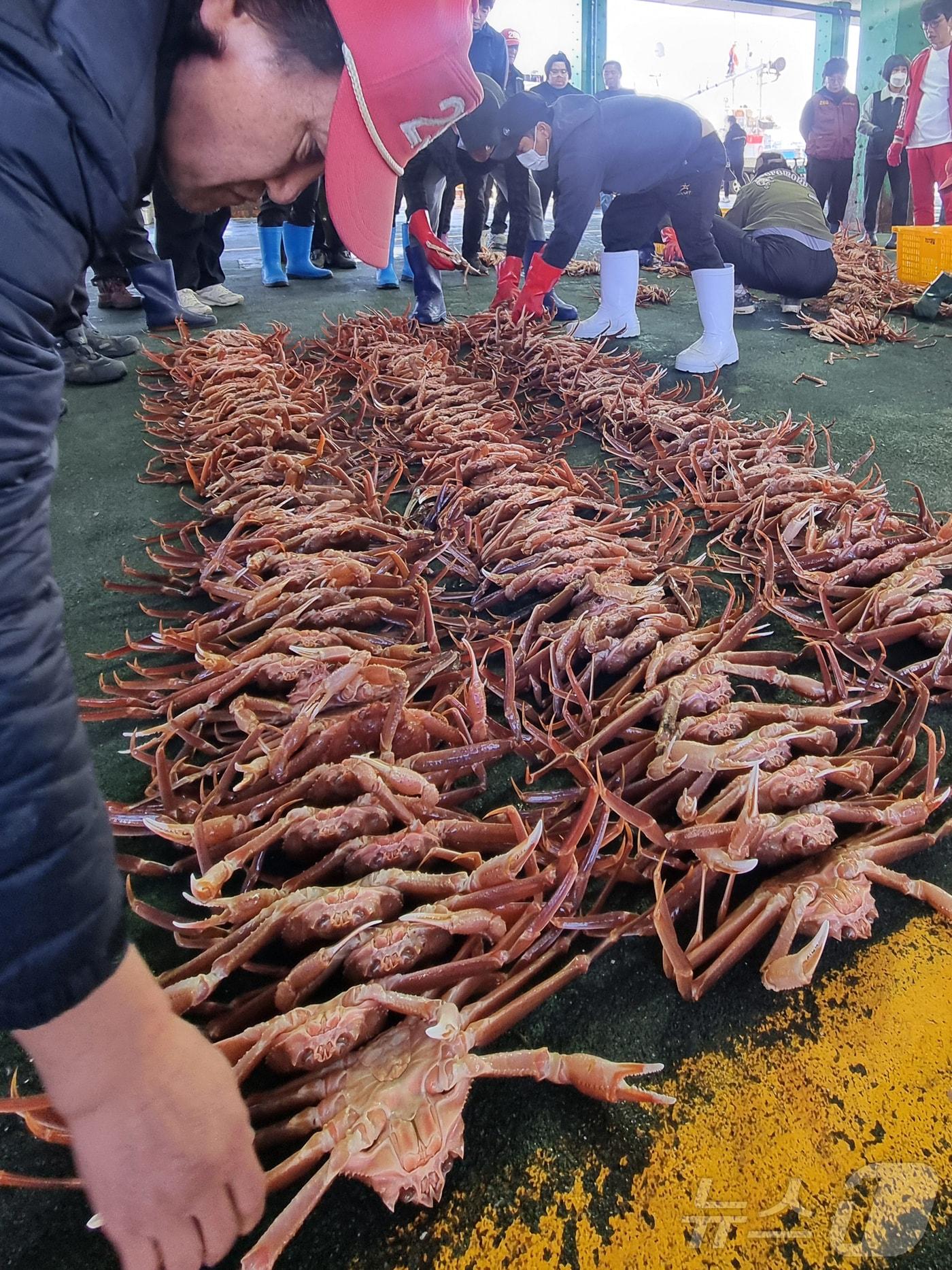 지난 3일 경북 포항시 남구 구룡포 수협에서 대게 위판이 시작되고 있다. 2024.11.6/뉴스1 최창호 기자