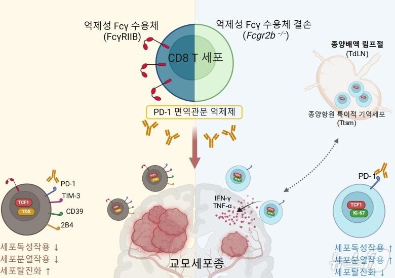 연구 개요도. &#40;KAIST 제공&#41;/뉴스1