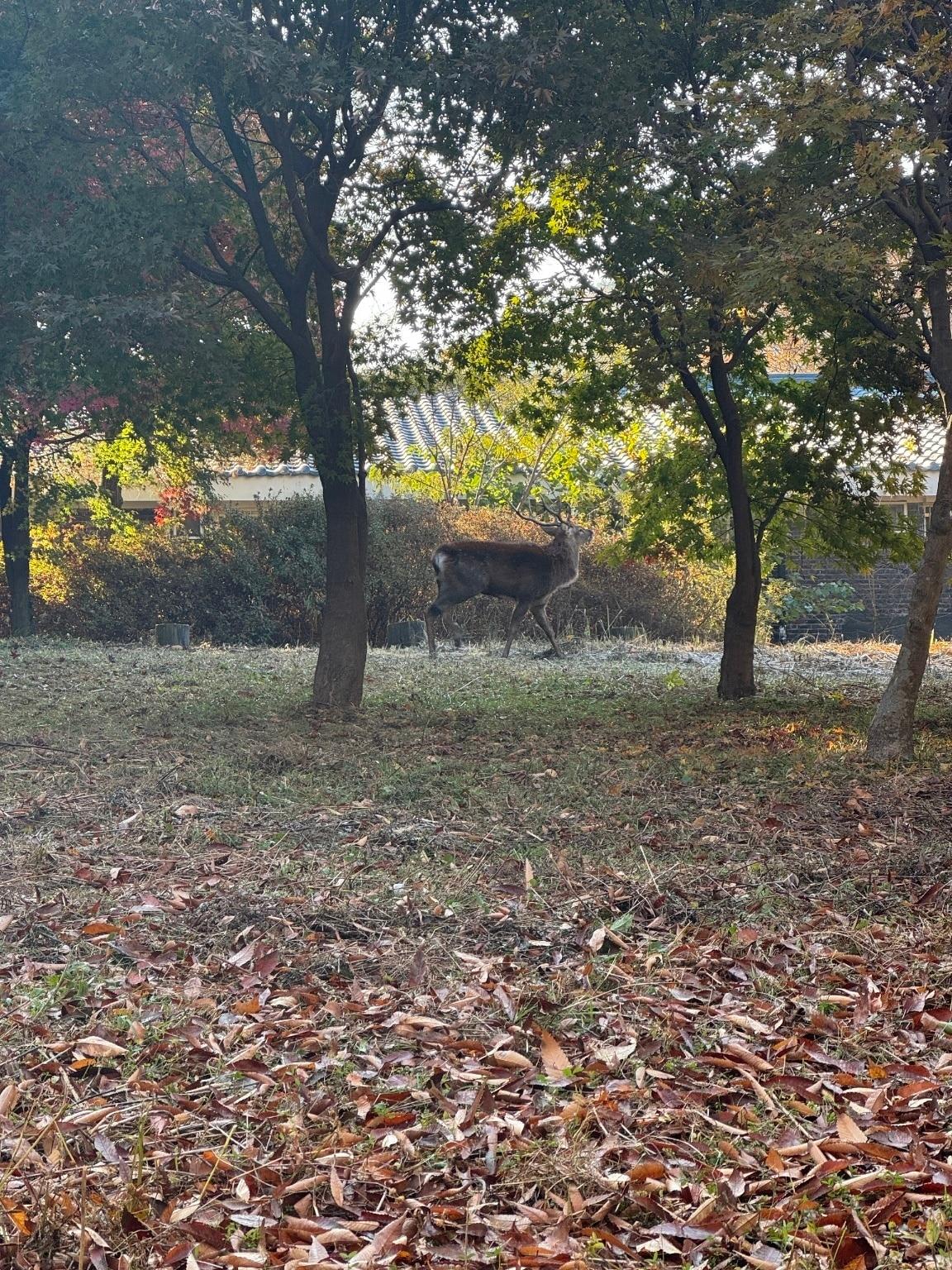 7일 오전 목격된 사슴. &#40;수원시 제공&#41; 2024.11.7/뉴스1 