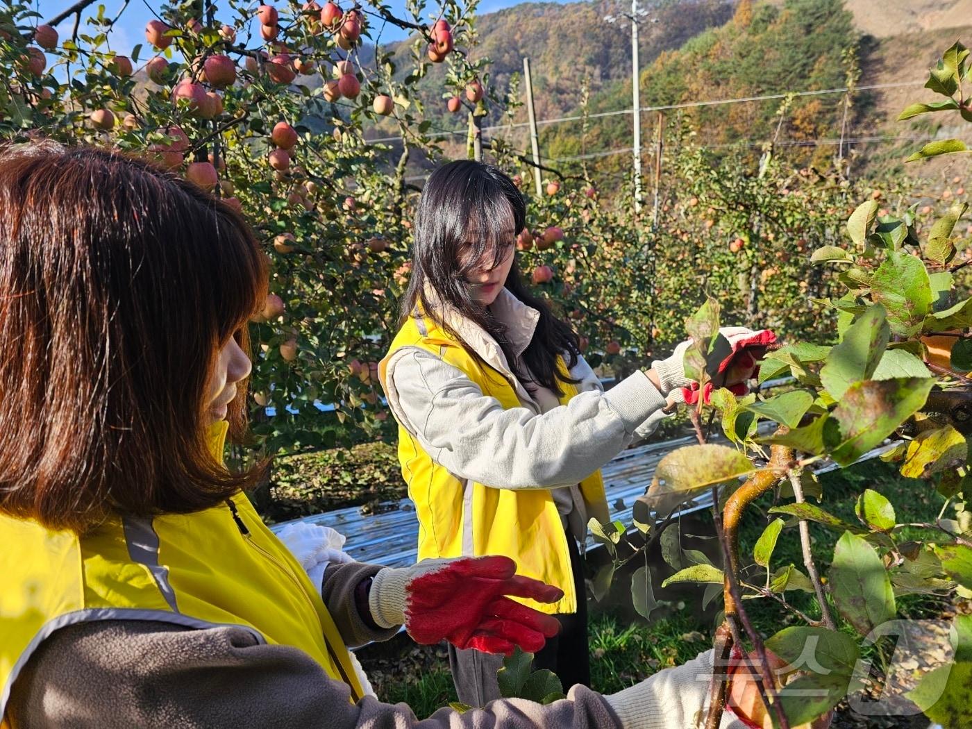 충북교육청은 동청주농업협동조합과 청주시 미원면 사과 재배 농가를 찾아 사과 수확 일손을 도왔다.&#40;충북교육청 제공&#41;/뉴스1