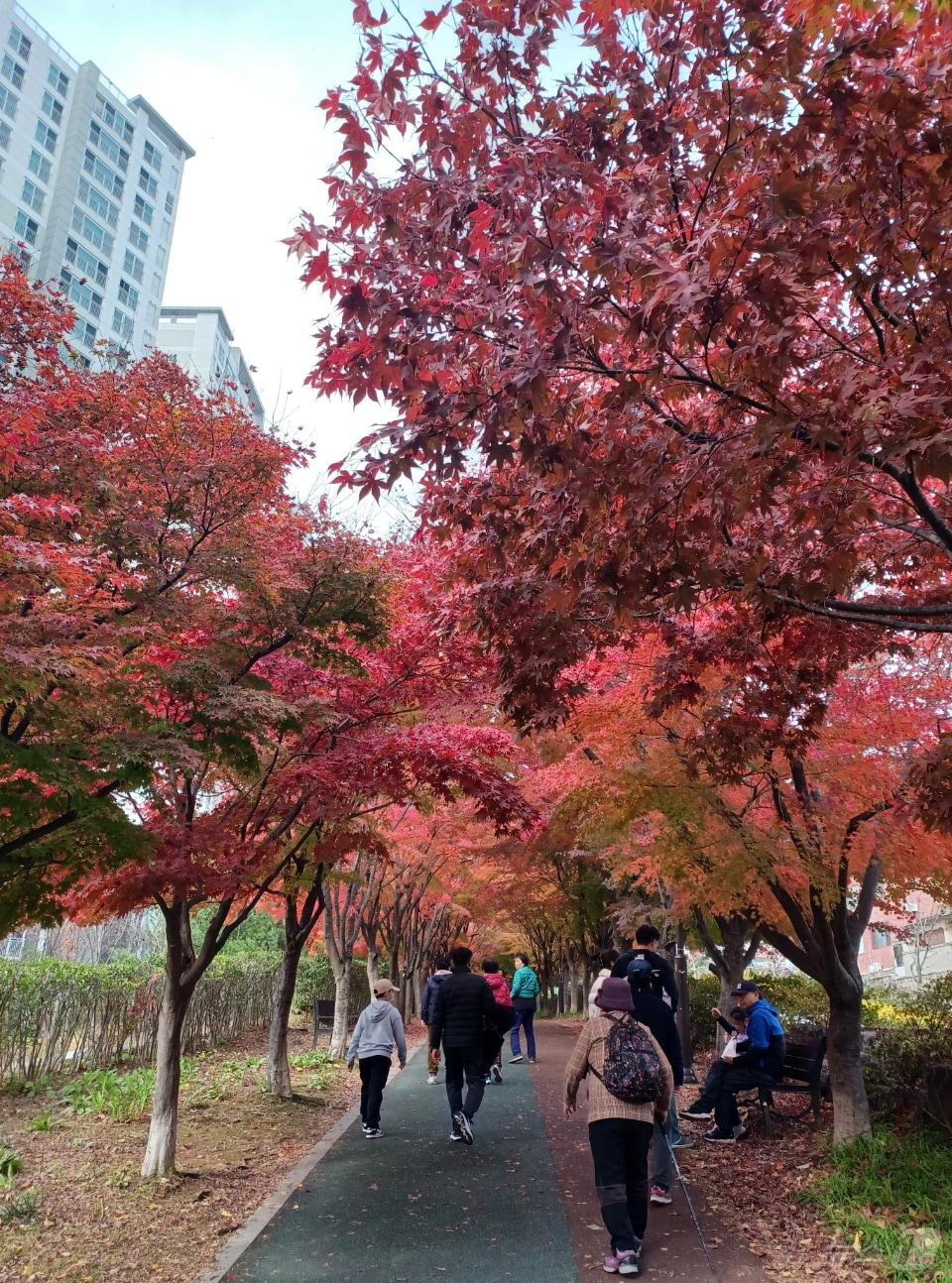 낮기온이 13도까지 오르며 비교적 포근한 날씨를 보인 1일 광주 동구 푸른길을 찾은 시민들이 붉게 물든 청단풍길을 걷고 있다. 2024.12.01/뉴스1 ⓒ News1 박영래 기자