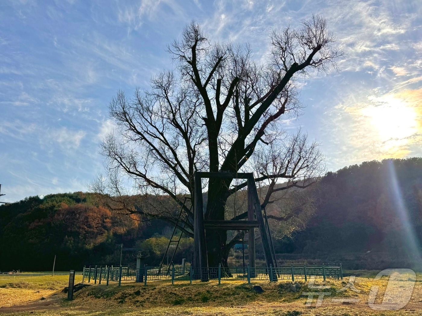 12월의 첫 주말을 맞은 1일 오후 울산 울주군 두서면 구량리. 비교적 포근한 겨울 날씨에 이곳 구량리 은행나무를 보기 위한 발걸음이 이어졌다.2024.12.1./뉴스1 김세은 기자