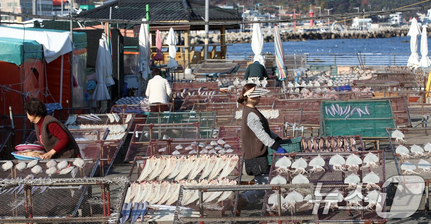 맑은 날씨를 보인 10일 부산 기장군 일광면 칠암 물양장에서 어민들이 겨울 해풍 속에 오징어, 갈치, 가자미 등 생선을 말리고 있다. 2024.12.10/뉴스1 ⓒ News1 윤일지 기자