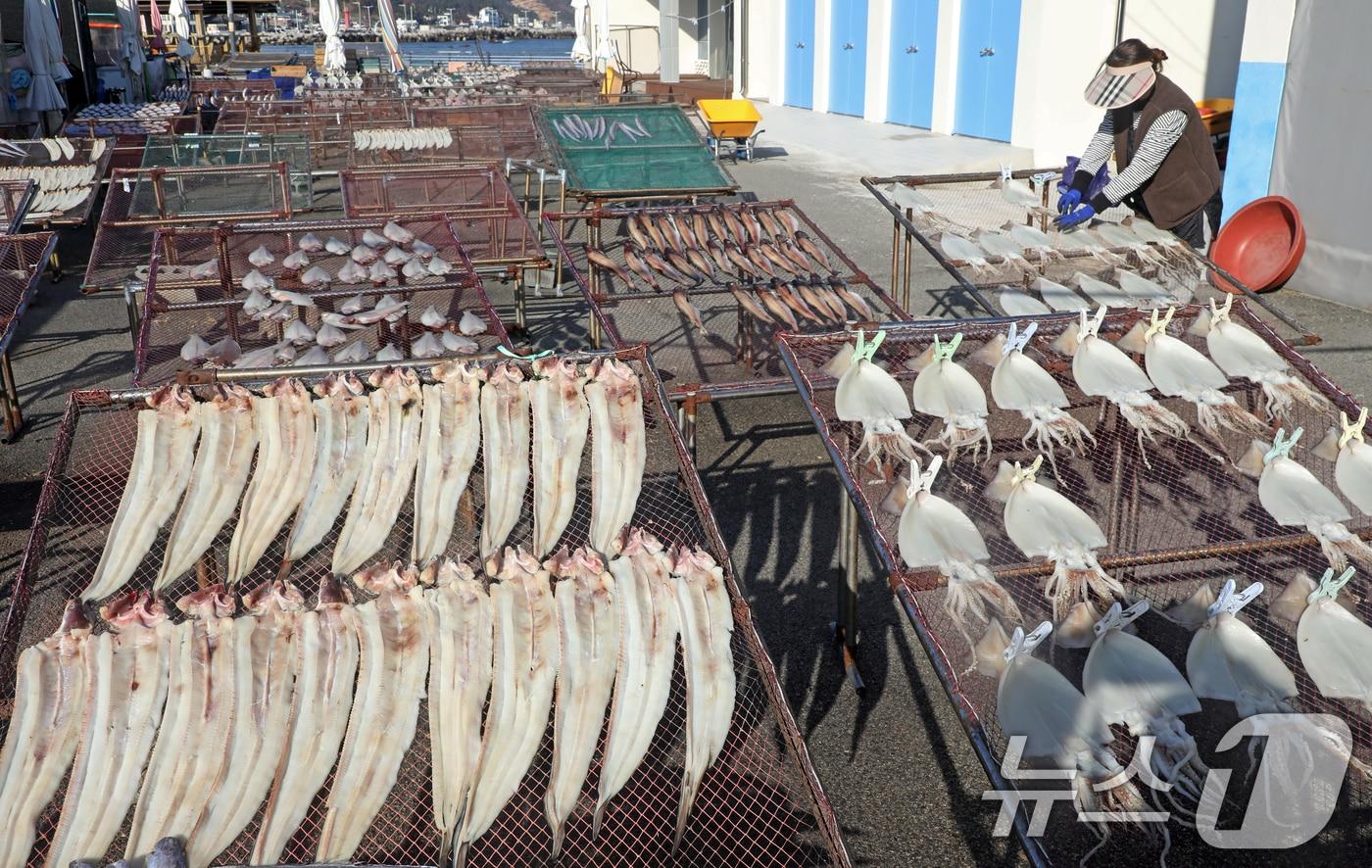 맑은 날씨를 보인 10일 부산 기장군 일광면 칠암 물양장에서 어민들이 겨울 해풍 속에 오징어, 갈치, 가자미 등 생선을 말리고 있다. 2024.12.10/뉴스1 ⓒ News1 윤일지 기자