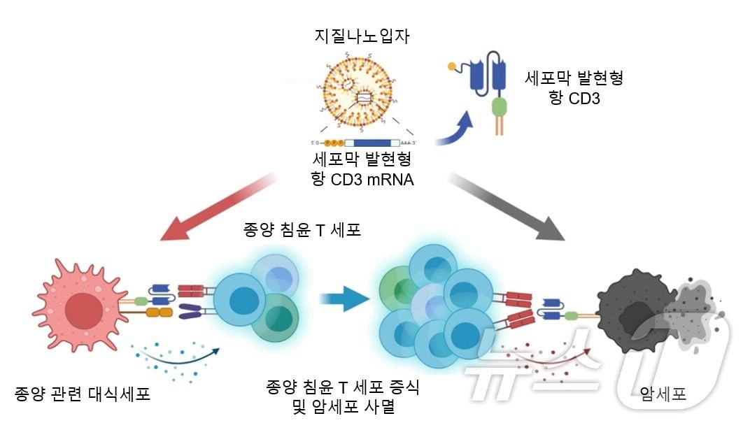 세포막 발현형 항 CD3 mRNA 지질나노입자를 통한 종양 침윤 T세포 증식 및 암세포 사멸 전략 모식도. &#40;KAIST 제공&#41;/뉴스1