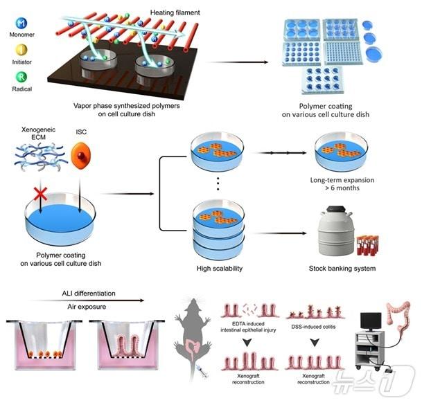 인간 장 줄기세포 무이종&#40;Xenogeneic-free&#41; 배양 플랫폼 개발 및 특성. &#40;KAIST 제공&#41;/뉴스1