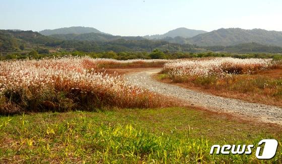 15일 충북 충주시가 환경청·현대엘리베이터와 비내섬 습지보호를 추진한다고 밝혔다. 사진은 비내섬.&#40;자료사진&#41;/뉴스1