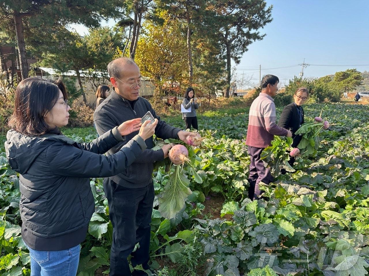 순무 생육조사&#40;인천 강화군 제공&#41;/뉴스1