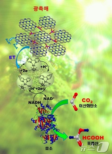 탄소 나노 입자 광촉매 인공광합성 시스템 개념도 ⓒ 뉴스1 DB