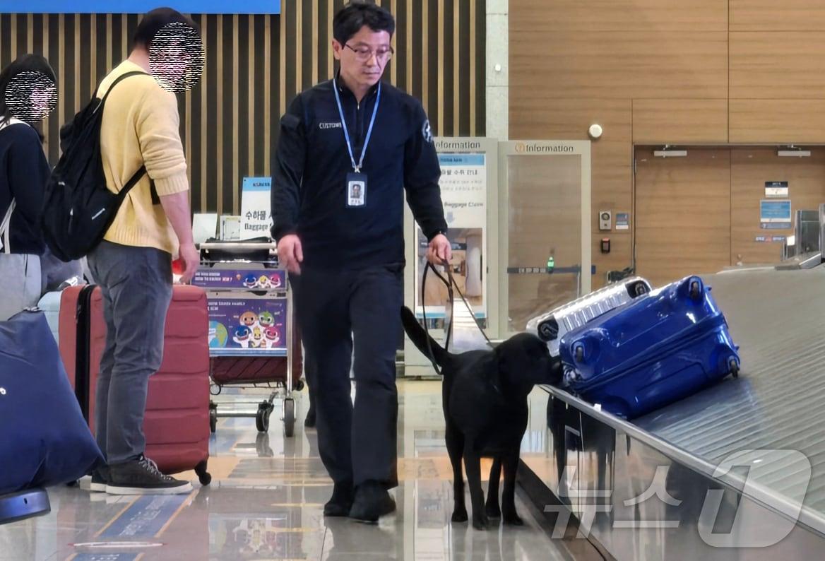 카렌과 양길남 주무관이 인천공항 2터미널에서 수화물 탐색활동을 하고 있다.&#40;인천공항세관 제공&#41; / 뉴스1