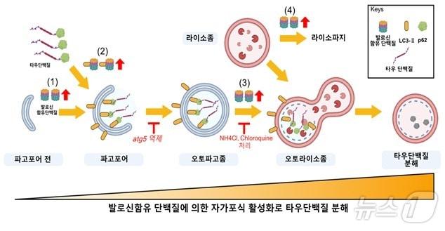 발로신 함유 단백질에 의한 자가포식 활성화로 타우단백질이 분해되는 과정. &#40;생명연 제공&#41;/뉴스1