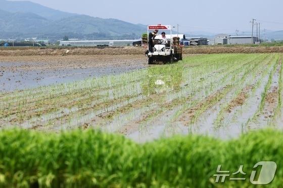  충북 충주시농업기술센터는 벼 신품종 &#39;전주679&#39; 개발을 올해 주요 성과로 꼽았다.&#40;자료사진&#41;/뉴스1