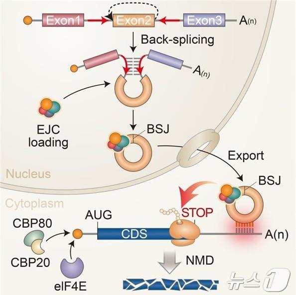 원형 RNA를 통한 표적 mRNA 발현 억제 기전 모식도. &#40;KAIST 제공&#41;/뉴스1