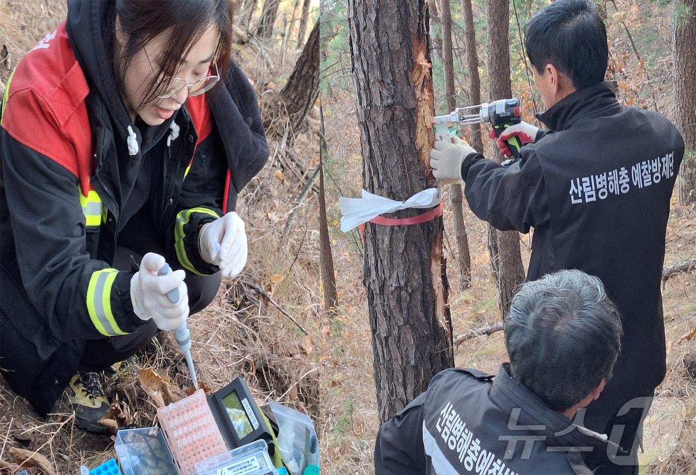 남부지방산림청이 울진에서 발생한 소나무재선충병 감염 여부를 보다 신속하게 확인하기 위해 유전자 진단키트를 적용하고 있다고 19일 밝혔다. &#40;남부지방산림청제공&#41; 2024.12.9/뉴스1 