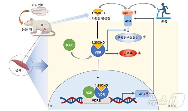 비타민D 섭취에 따른 근감소증 예방 기전 모식도&#40;질병관리청 제공&#41;