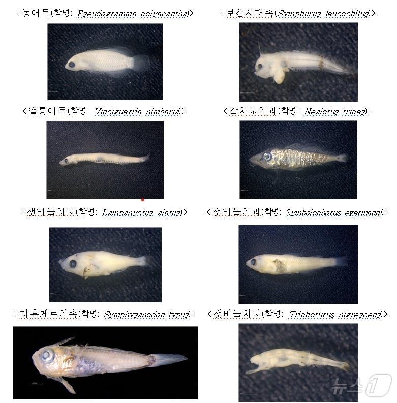 아열대 어류 미기록 8종 어린 물고기&#40;수과원 제공&#41;