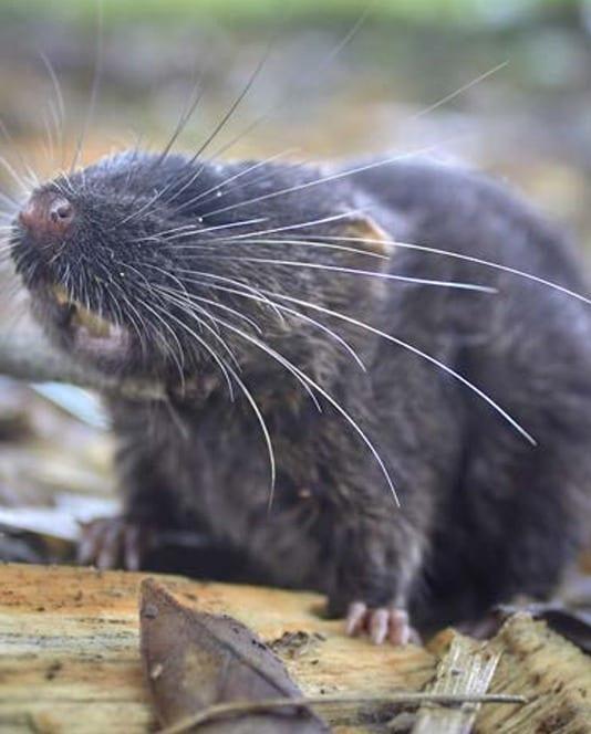 국제보존협회&#40;Conservation International&#41;가 2022년 페루 아마존 탐험 당시 발견한 수륙양용 쥐&#40;amphibious mouse&#41; &lt;출처=국제보존협회 신속 평가 프로그램&#40;RAP&#41; 보고서 캡처&gt;