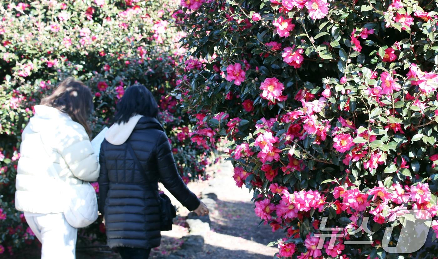 22일 오전 제주 서귀포시 남원읍 휴애리자연생활공원에 동백꽃이 만개해 관광객들의 시선을 사로잡고 있다. 2024.12.22/뉴스1 ⓒ News1 오현지 기자