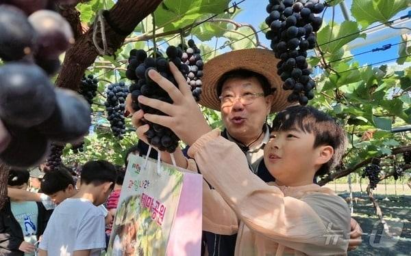 영동군 포도 수확 체험 모습&#40;영동군 제공&#41; /뉴스1 