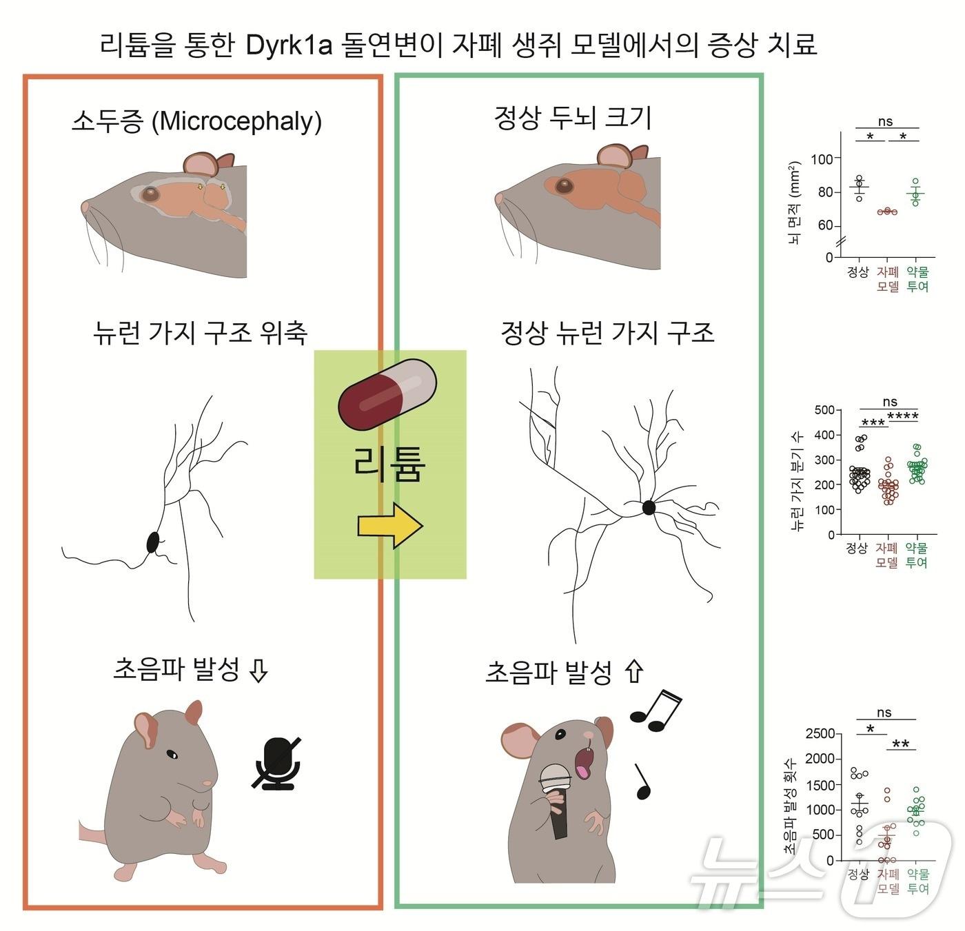 리튬을 통한 Dyrk1a 돌연변이 자폐 생쥐 모델에서의 증상 치료.&#40;IBS 제공&#41;/뉴스1