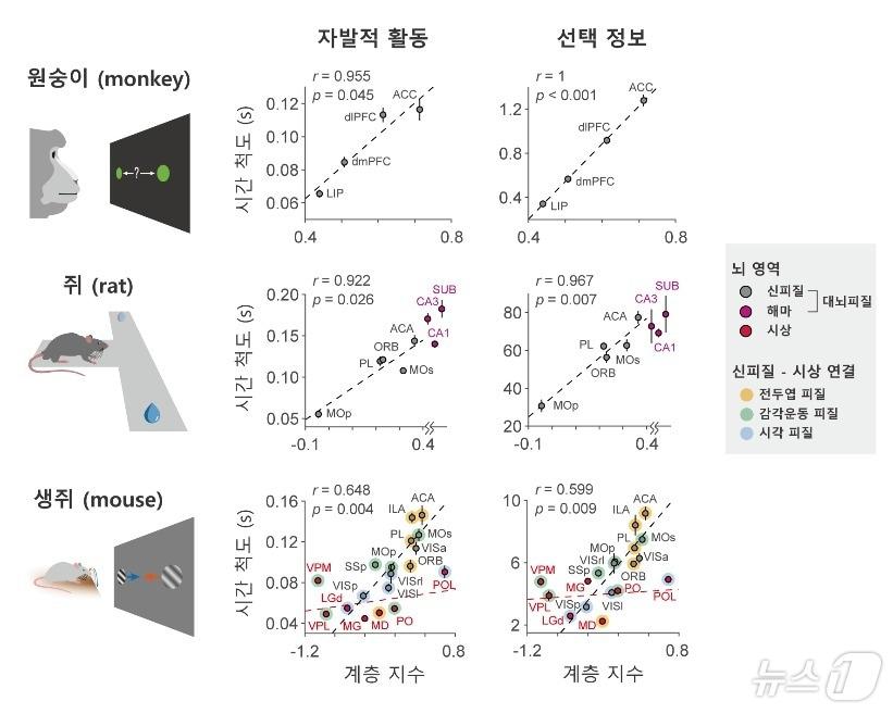 영장류와 설치류 뇌에서 뉴런의 자발적 활동과 정보 표상 활동의 시간 스케일이 여러 대뇌피질 영역에 걸쳐 계층적으로 증가하고 있다. &#40;KAIST 제공&#41;/뉴스1